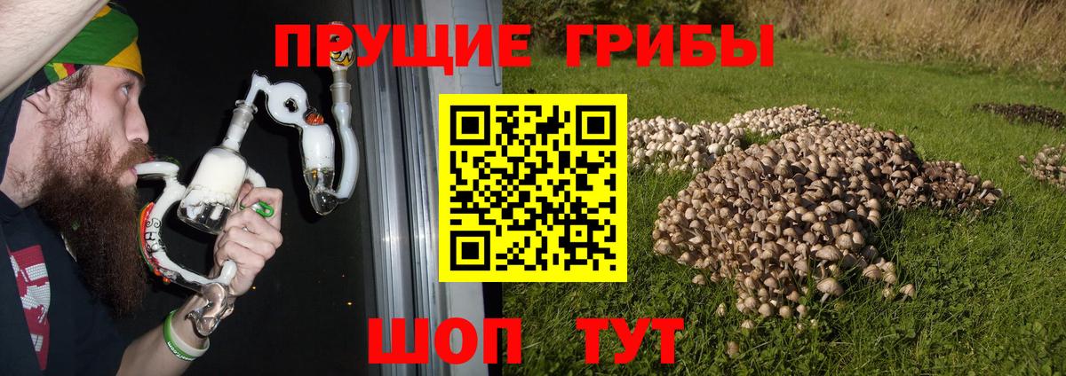 Галлюциногенные грибы Psilocybe  Псилоцибиновые грибы Cubensis  Красноярск  купить наркоту  Вход с VPN 